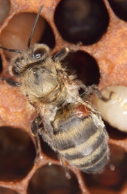 Deformed Wing Virus - verkrüppelte Flügel 